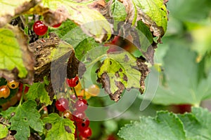 Gallic aphid on the leaves of red currant. The pest damages the currant leaves, red bumps on the leaves of the bush from the