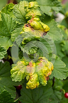 Gallic aphid on the leaves of red currant. The pest damages the currant leaves, red bumps on the leaves of the bush from the