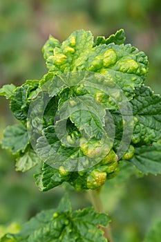 Gallic aphid on the leaves of red currant. The pest damages the currant leaves, red bumps on the leaves of the bush from the