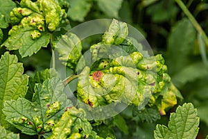 Gallic aphid on the leaves of red currant. The pest damages the currant leaves, red bumps on the leaves of the bush from the