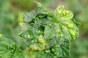 Gallic aphid on the leaves of red currant. The pest damages the currant leaves, red bumps on the leaves of the bush from the