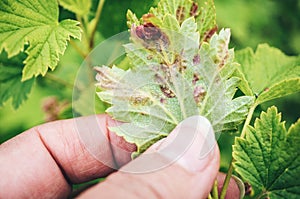 Gallic aphids on currant leaves. Pest control garden and vegetable garden