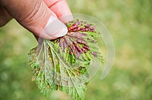 Gallic aphids on currant leaves. Pest control garden and vegetable garden