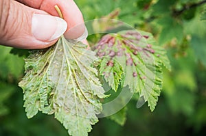 Gallic aphids on currant leaves. Pest control garden and vegetable garden