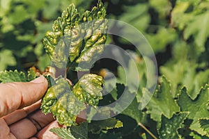 Gallic aphids on currant leaves. Pest control garden and vegetable garden