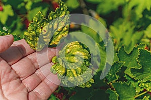 Gallic aphids on currant leaves. Pest control garden and vegetable garden