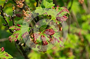 Gallic aphids on the leaves of currant. Control of garden and vegetable garden pests. Currant leaves affected by the pest