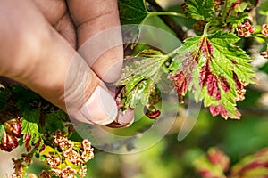 Gallic aphids on the leaves of currant. Control of garden and vegetable garden pests. Currant leaves affected by the pest