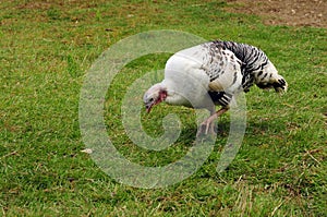Gallic Chicken on grassland