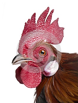 Gallic rooster (1 year old)