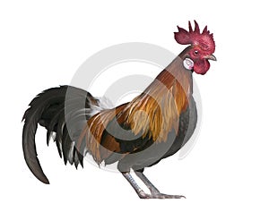 Gallic rooster (1 year old)