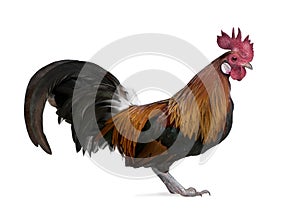 Gallic rooster (1 year old)