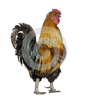 Gallic rooster, 5 years old