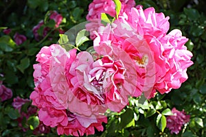 Gallic rose, or rose of Provins, French rose Rosa gallica close-up, Germany