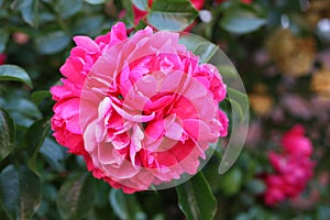 Gallic rose, or rose of Provins, French rose Rosa gallica close-up, Germany