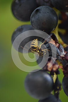gallic wasp on ripe blue grapes
