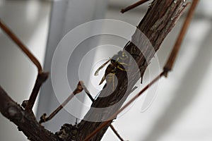 gallic wasp on a vine plant