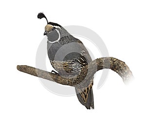 Galliforme isolated on white