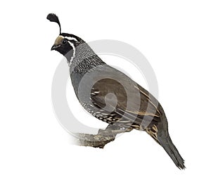 Galliforme isolated on white