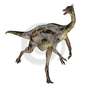 Gallimimus Dinosaur Running isolated on white