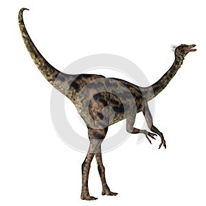 Gallimimus Dinosaur Tail