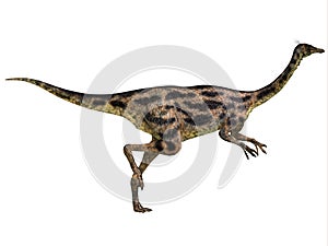 Gallimimus Profile