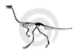 Gallimimus skeleton . Silhouette dinosaurs . Side view . Vector