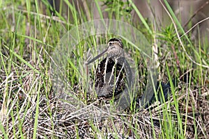 Gallinago stenura. Pin-tailed Snipe in spring in the Russian Arctic