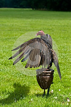 Gallinazo photo