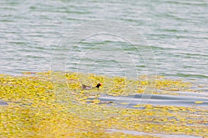 Gallinula chloropus The black water chicken foraging in Songya Lake