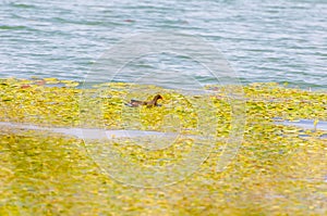 Gallinula chloropus The black water chicken foraging in Songya Lake