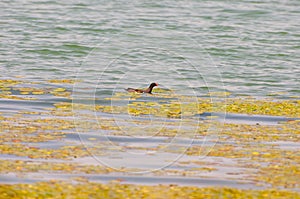 Gallinula chloropus The black water chicken foraging in Songya Lake