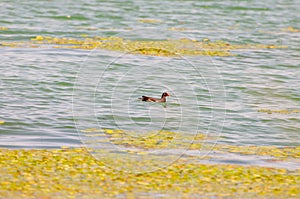 Gallinula chloropus The black water chicken foraging in Songya Lake