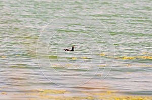 Gallinula chloropus The black water chicken foraging in Songya Lake