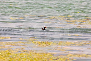 Gallinula chloropus The black water chicken foraging in Songya Lake