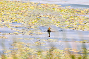 Gallinula chloropus The black water chicken foraging in Songya Lake