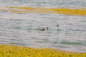 Gallinula chloropus The black water chicken foraging in Songya Lake