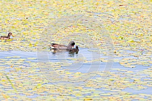 Gallinula chloropus The black water chicken foraging in Songya Lake