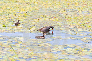 Gallinula chloropus The black water chicken foraging in Songya Lake