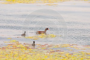 Gallinula chloropus The black water chicken foraging in Songya Lake