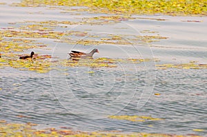 Gallinula chloropus The black water chicken foraging in Songya Lake