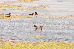 Gallinula chloropus The black water chicken foraging in Songya Lake
