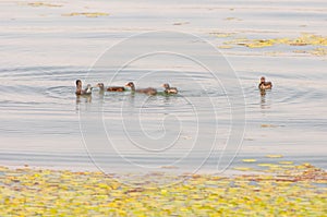 Gallinula chloropus The black water chicken foraging in Songya Lake