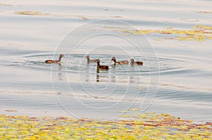 Gallinula chloropus The black water chicken foraging in Songya Lake