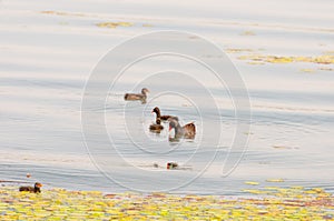 Gallinula chloropus The black water chicken foraging in Songya Lake