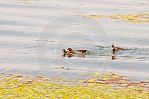 Gallinula chloropus The black water chicken foraging in Songya Lake