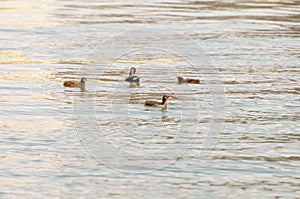 Gallinula chloropus The black water chicken foraging in Songya Lake