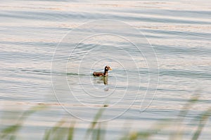 Gallinula chloropus The black water chicken foraging in Songya Lake