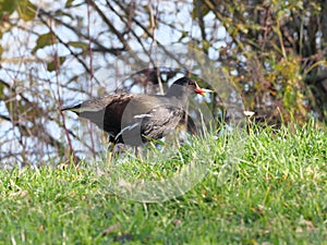 Gallinula chloropus the water rail