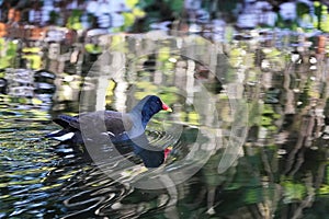 Gallinula commonly called Moorhen.